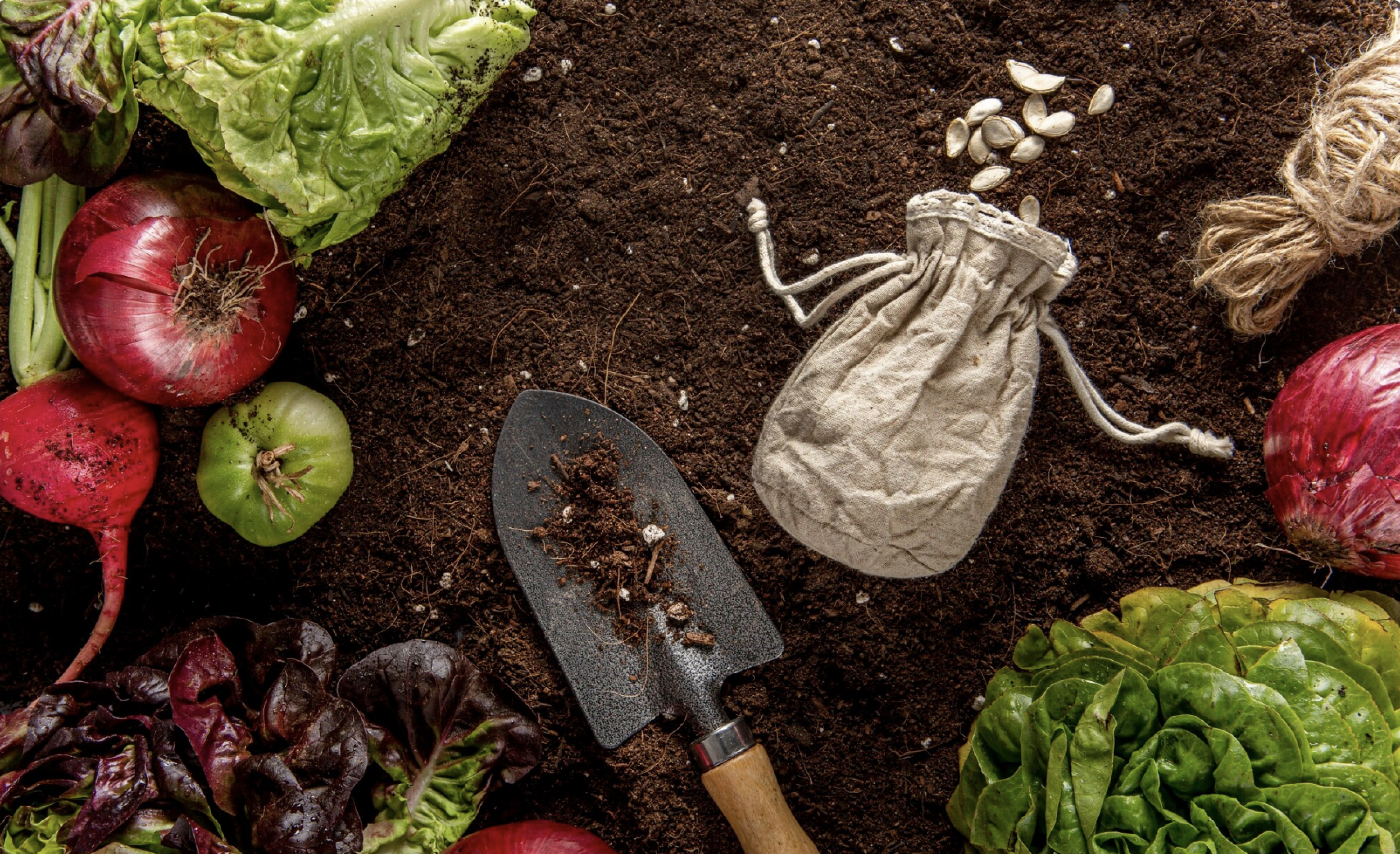 Comment démarrer un potager : l’essentiel pour cultiver vos légumes, avec ou sans jardin !