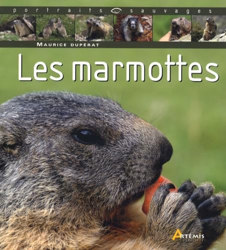 Marmotte 9782844167019
