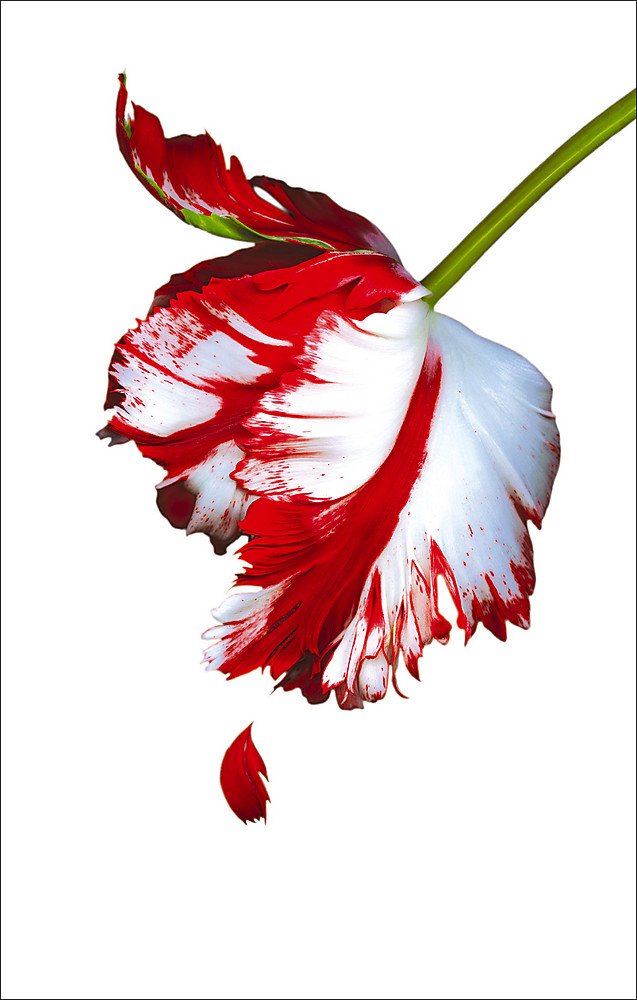 New Moon 9781907410499