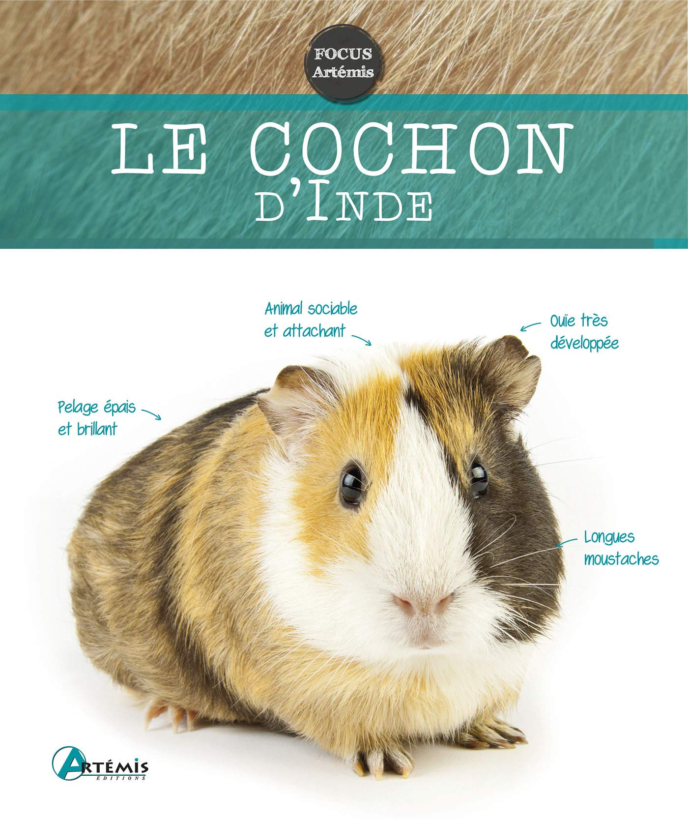 Cochon d'Inde 9782816011777