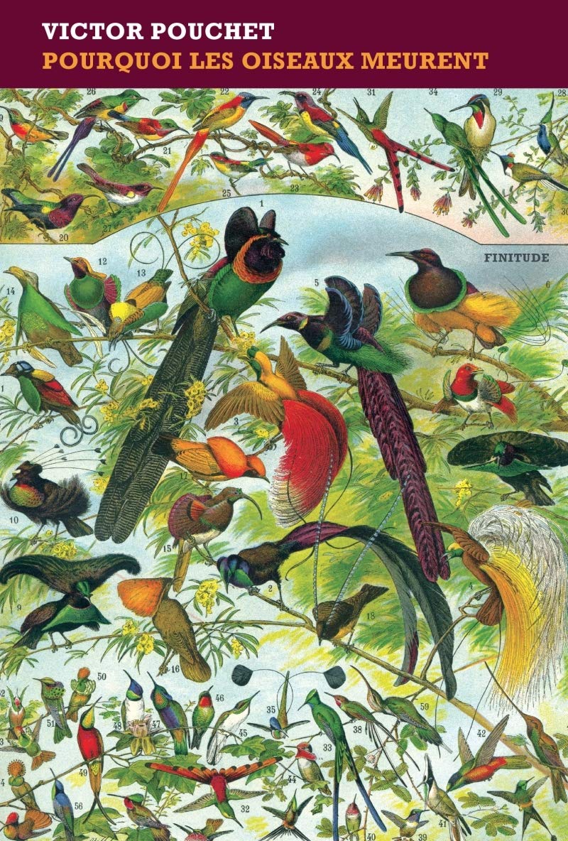 Pourquoi les oiseaux meurent 9782363390851