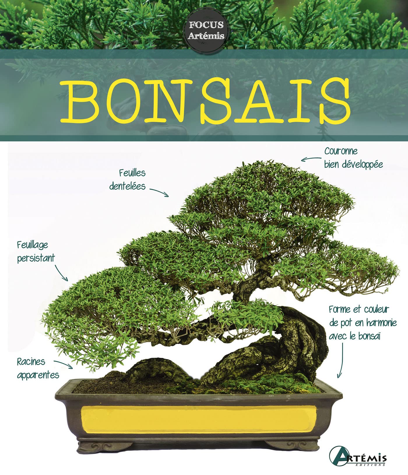 Bonsaïs 9782816020793