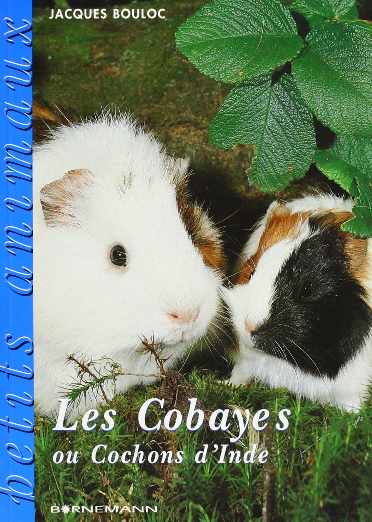 Les Cobayes ou Cochons d'Inde 9782851825247