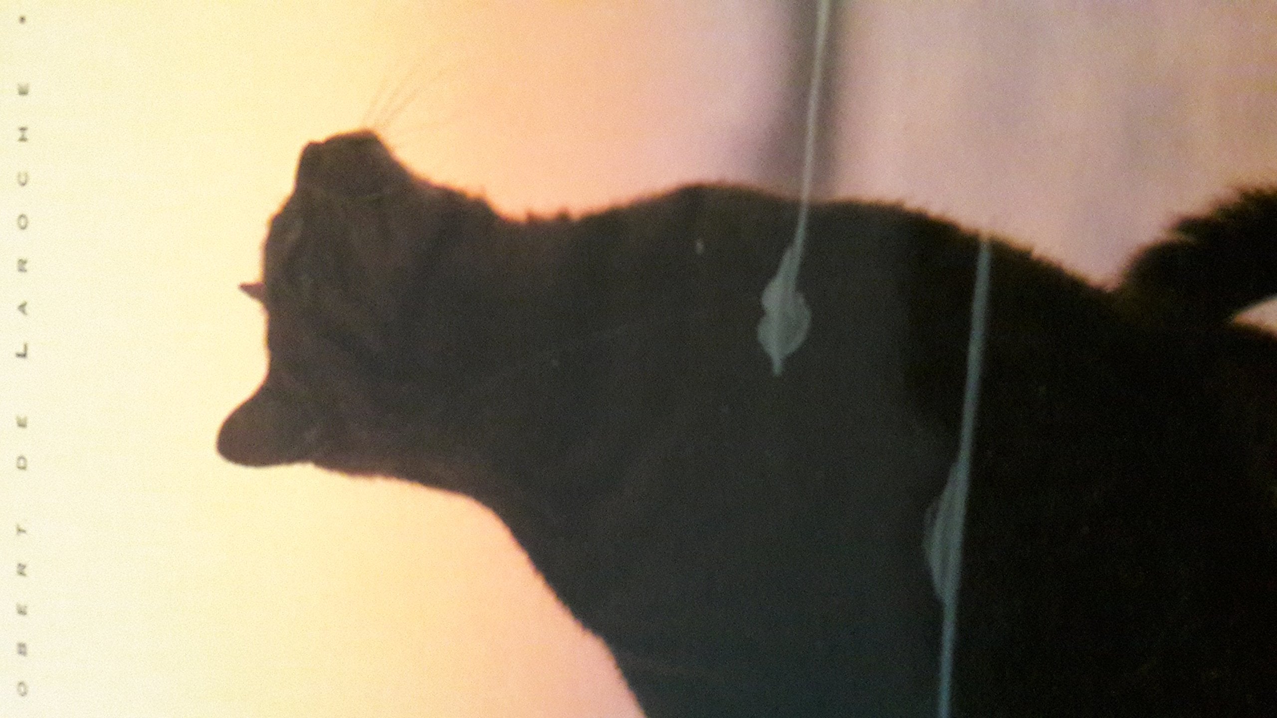 Chats de Venise 9782203602014