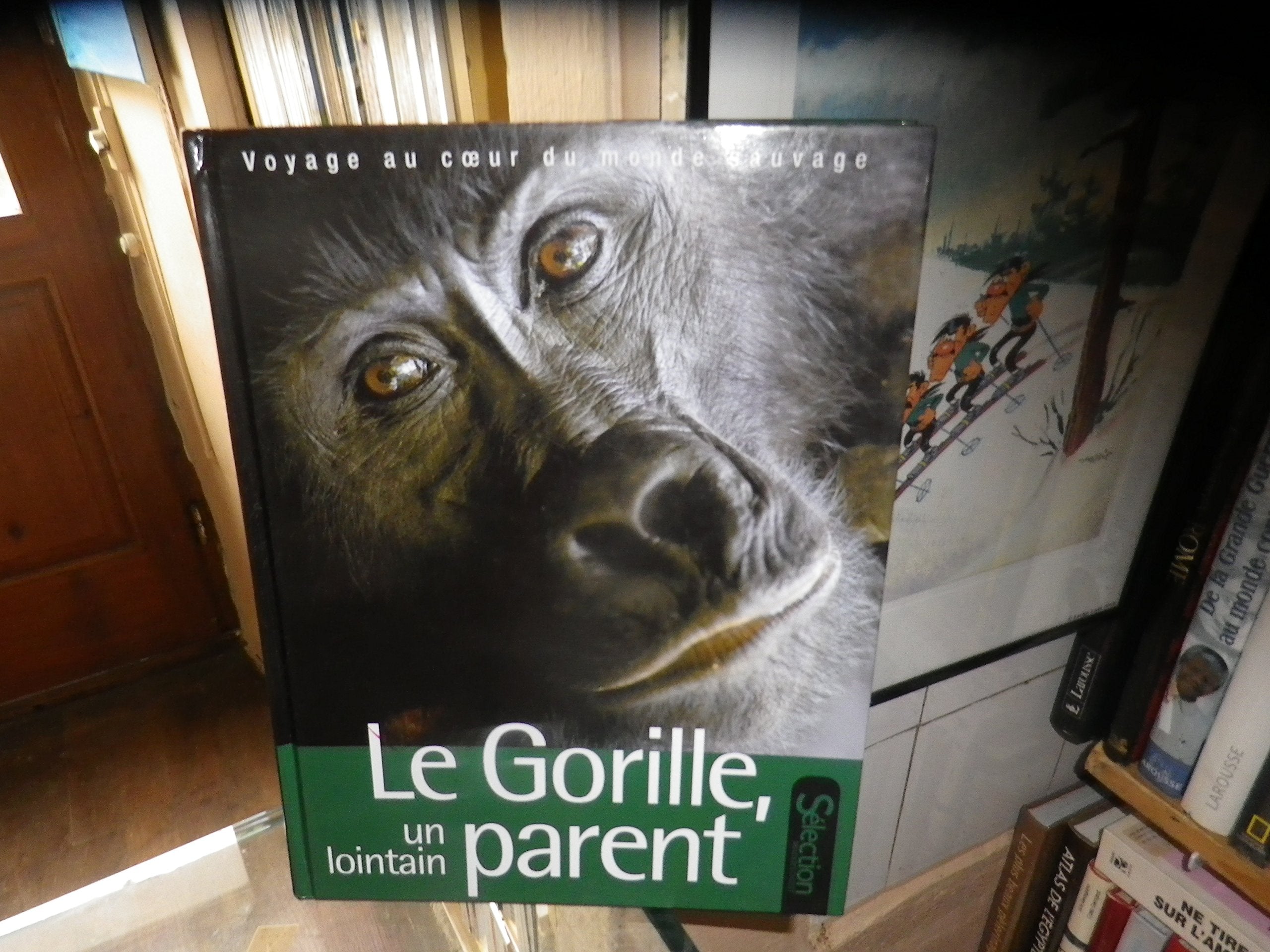 Le Gorille, un lointain parent 9782709823968