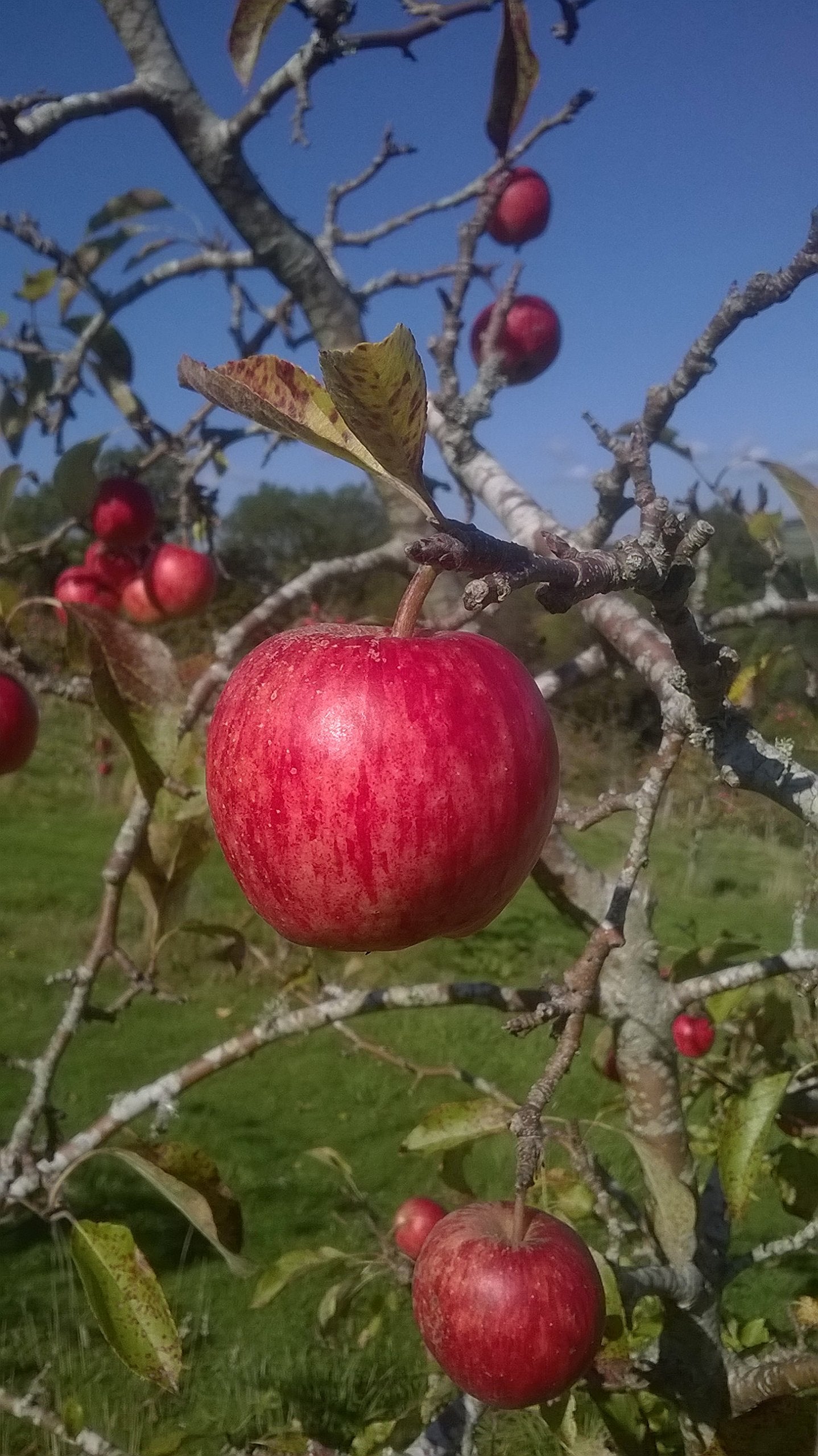 Histoire Des Gaules. (Du Vieme Siecle Avant J-C Au Vieme Siecle Apres J-C) 9782200015268