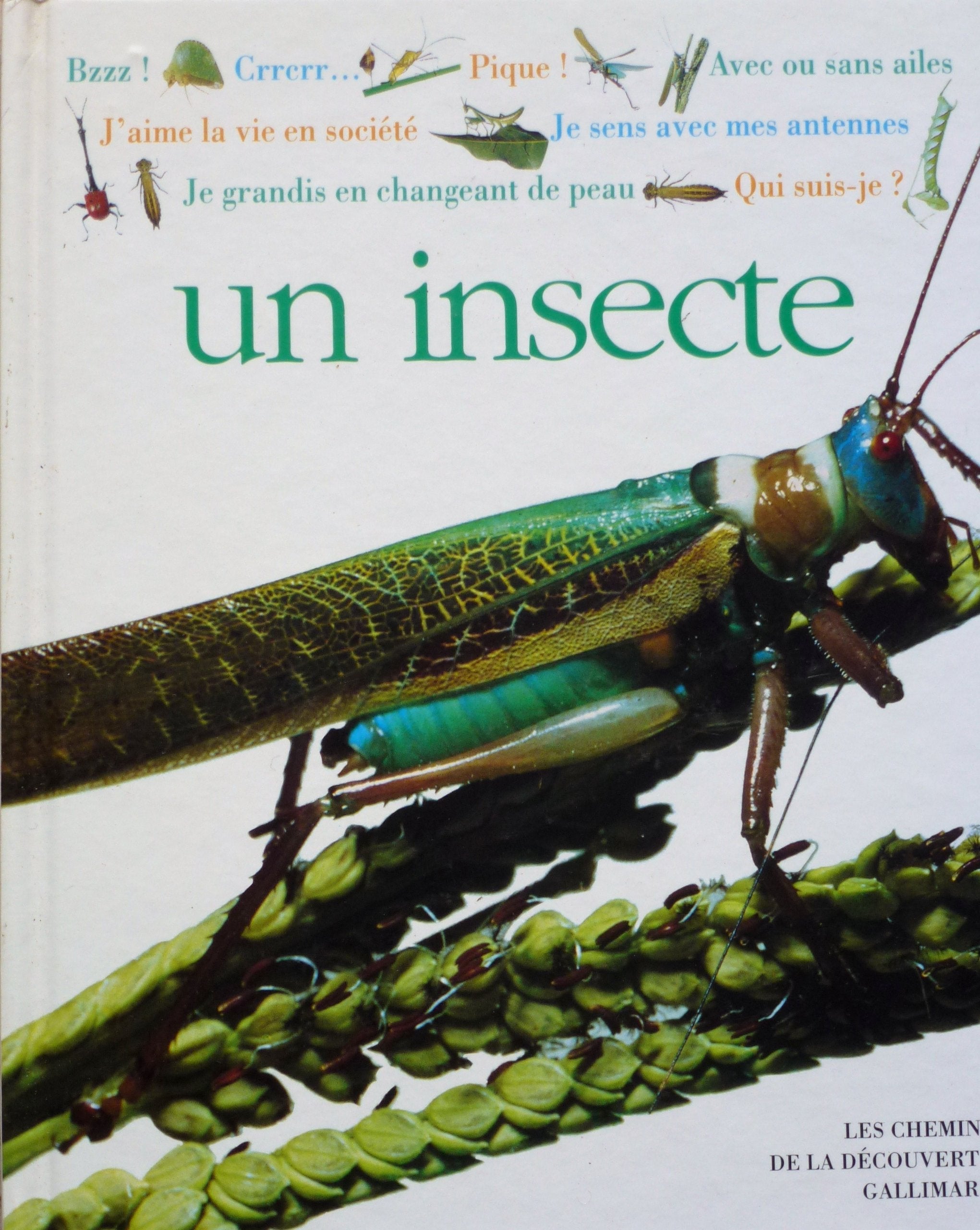 Qui suis-je ? un insecte 9782070583362