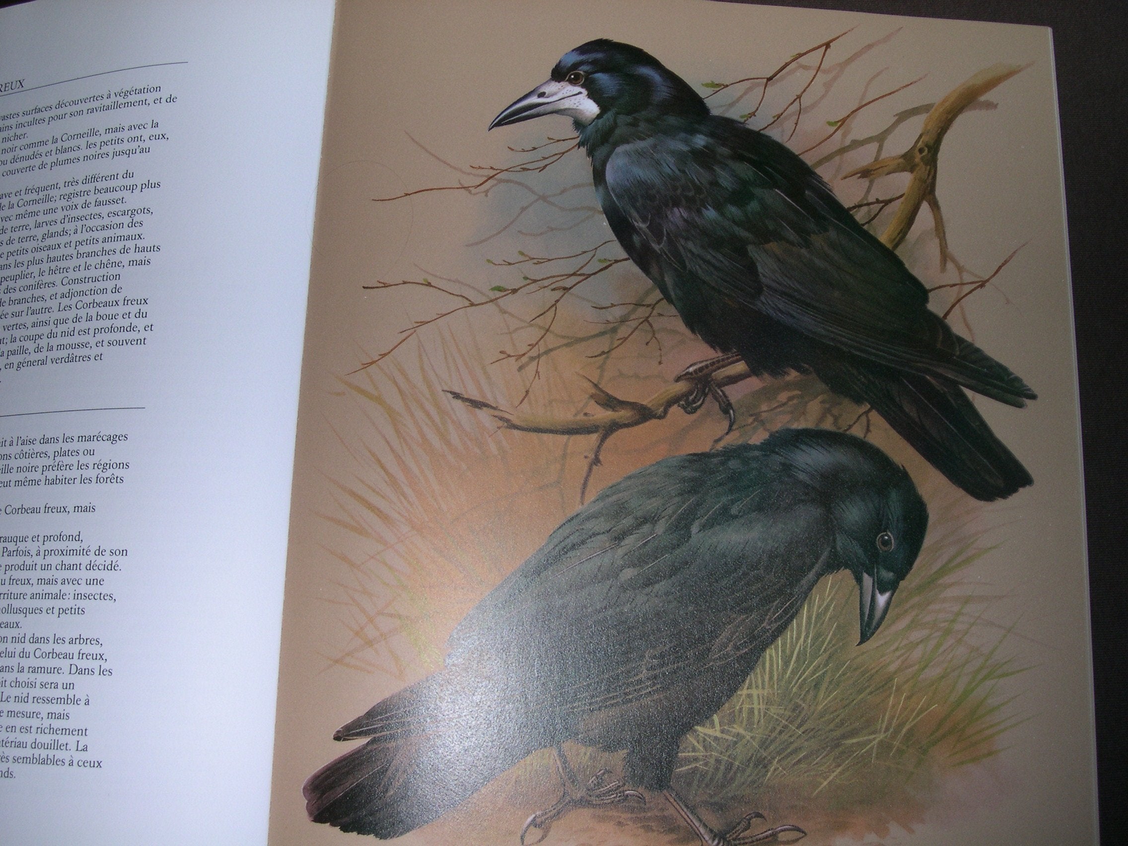 Les Oiseaux de nos régions 9782905780126