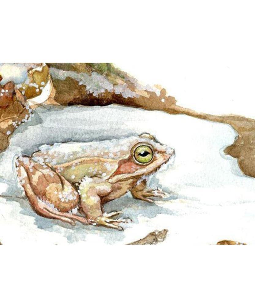 COMME DES MARMOTTES 9782352630647