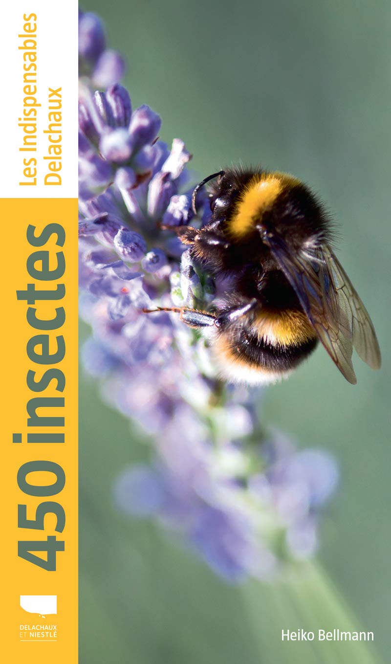 450 insectes: Les indispensables Delachaux 9782603025697