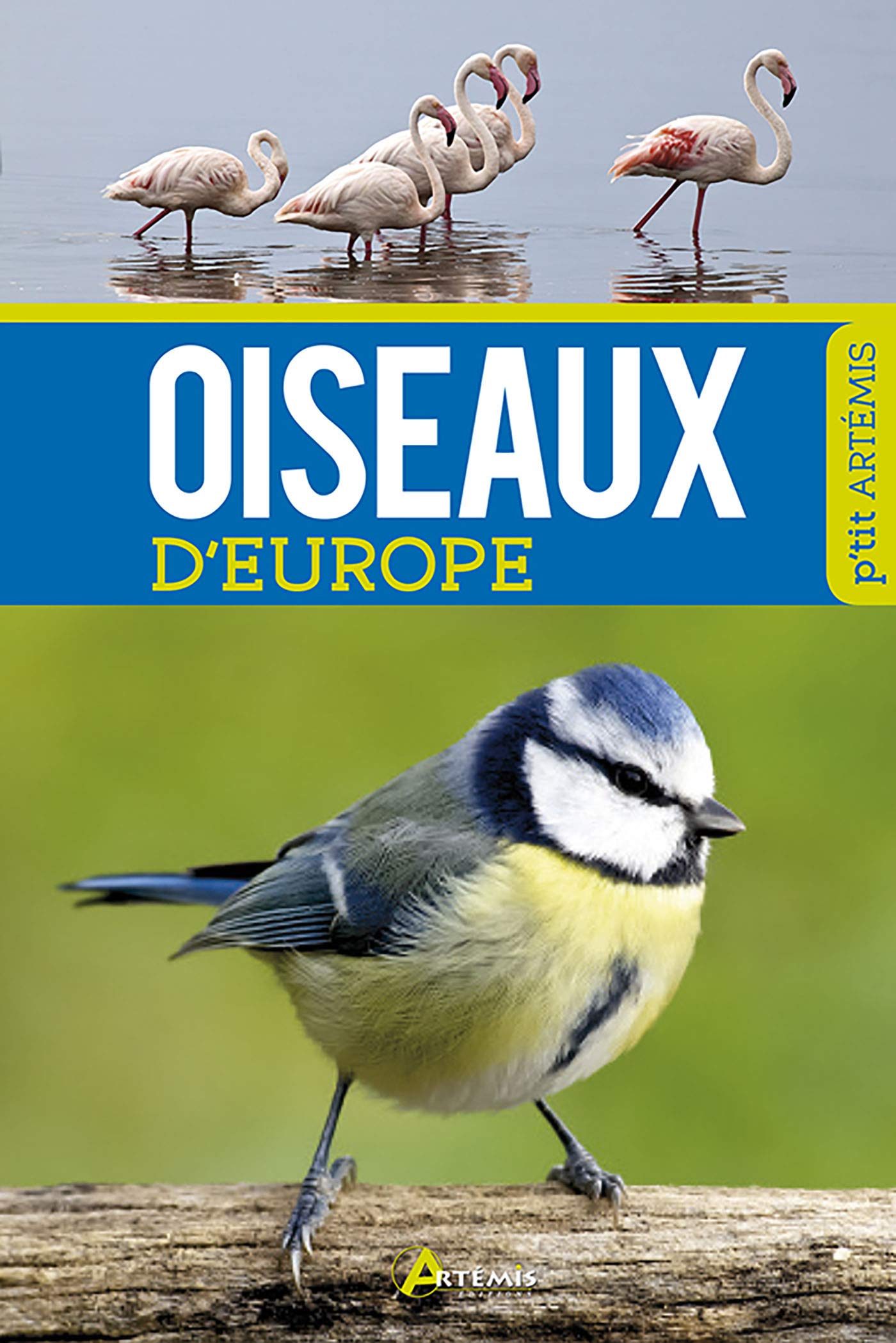 Oiseaux d'Europe 9782816006971