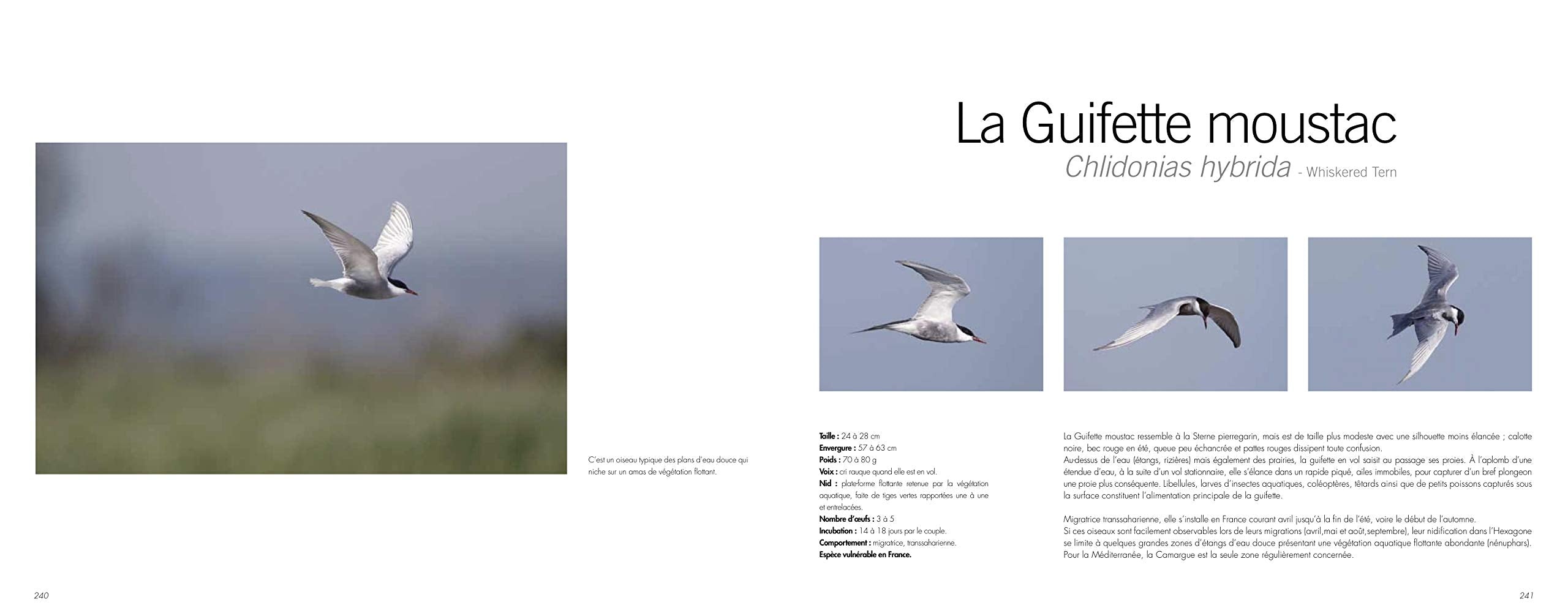 Oiseaux entre garrigues et Méditerranée 9782906128347