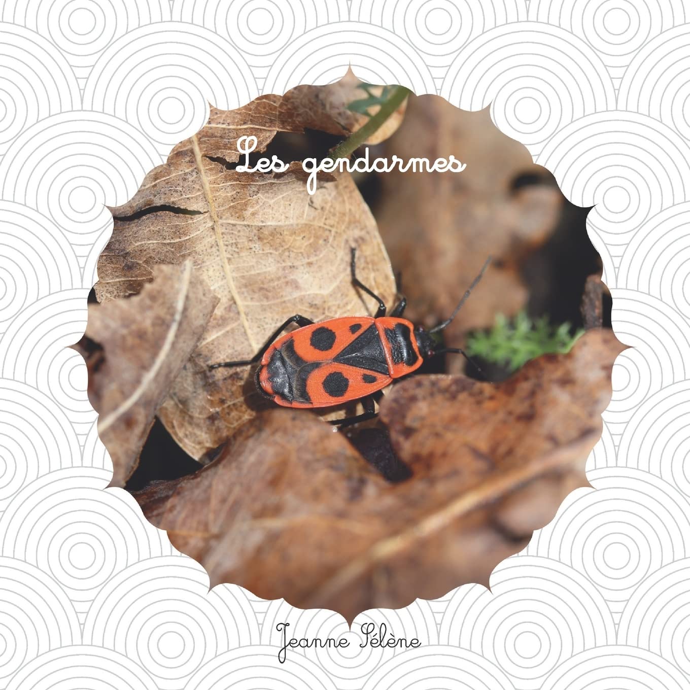 Les gendarmes: Pyrrhocoris apterus documentaire animalier 9791096202522