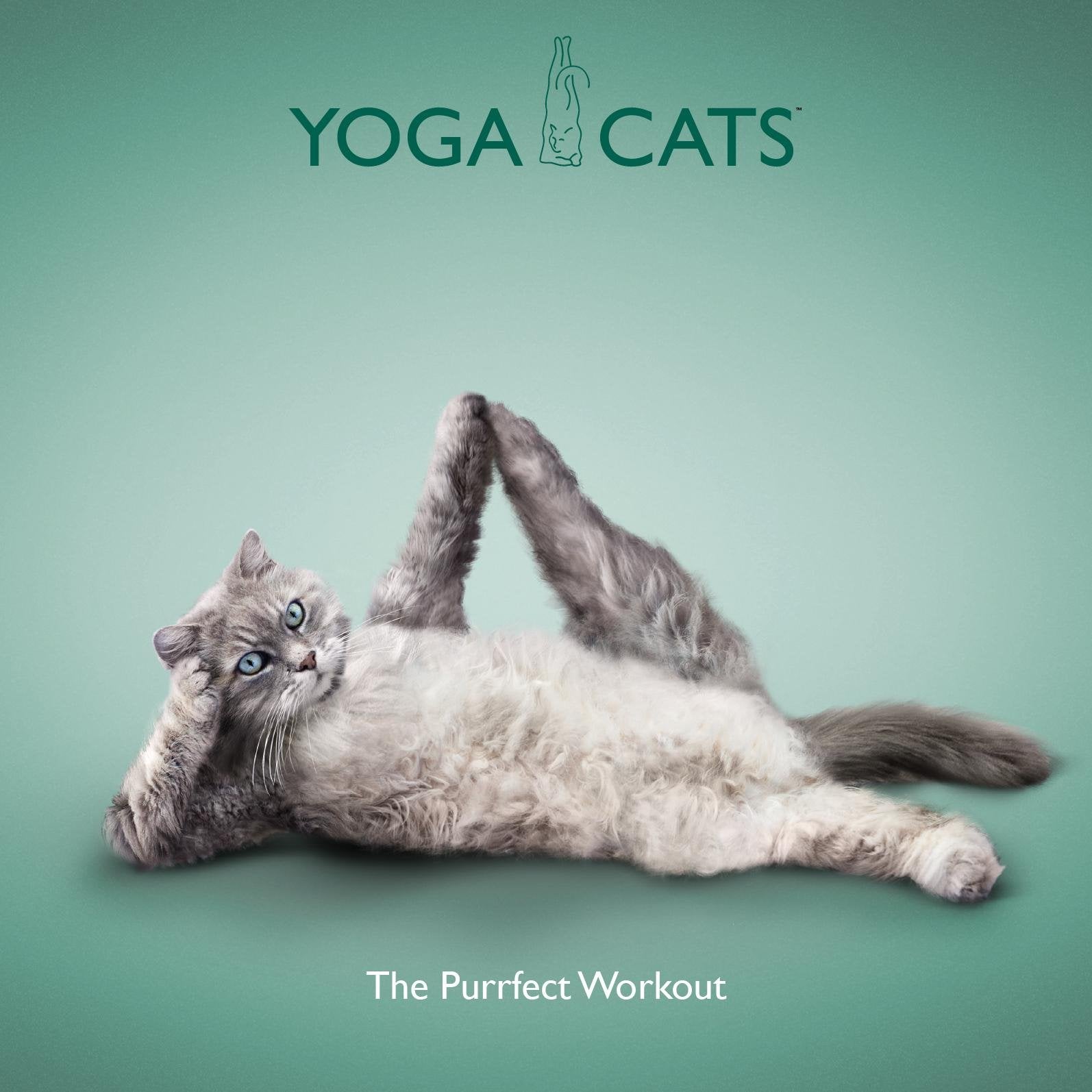 Yoga Cats: The Purrfect Workout 9781841613567