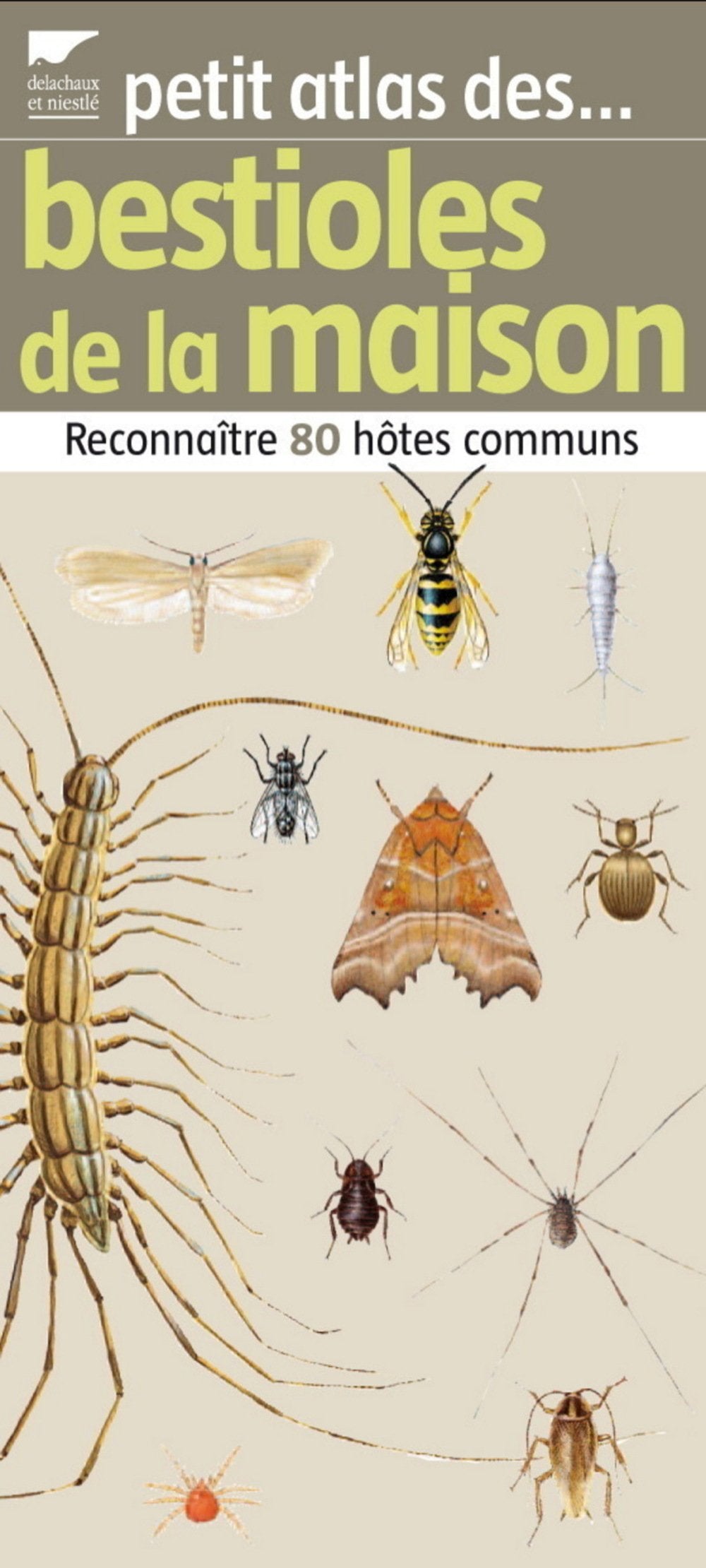 Petit atlas des bestioles de la maison: Reconnaître 80 hôtes communs 9782603015551