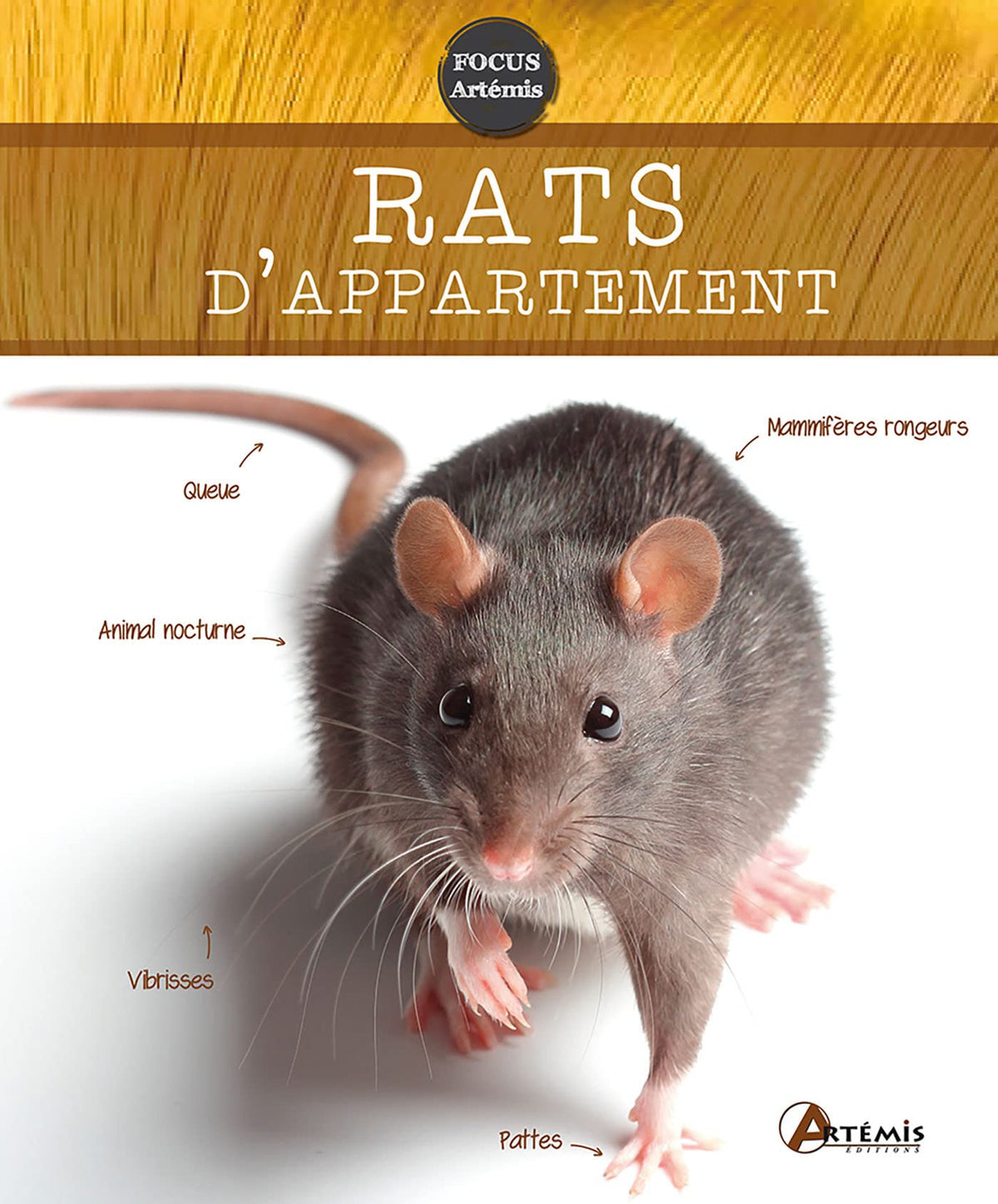 Rats d'appartement 9782816005301