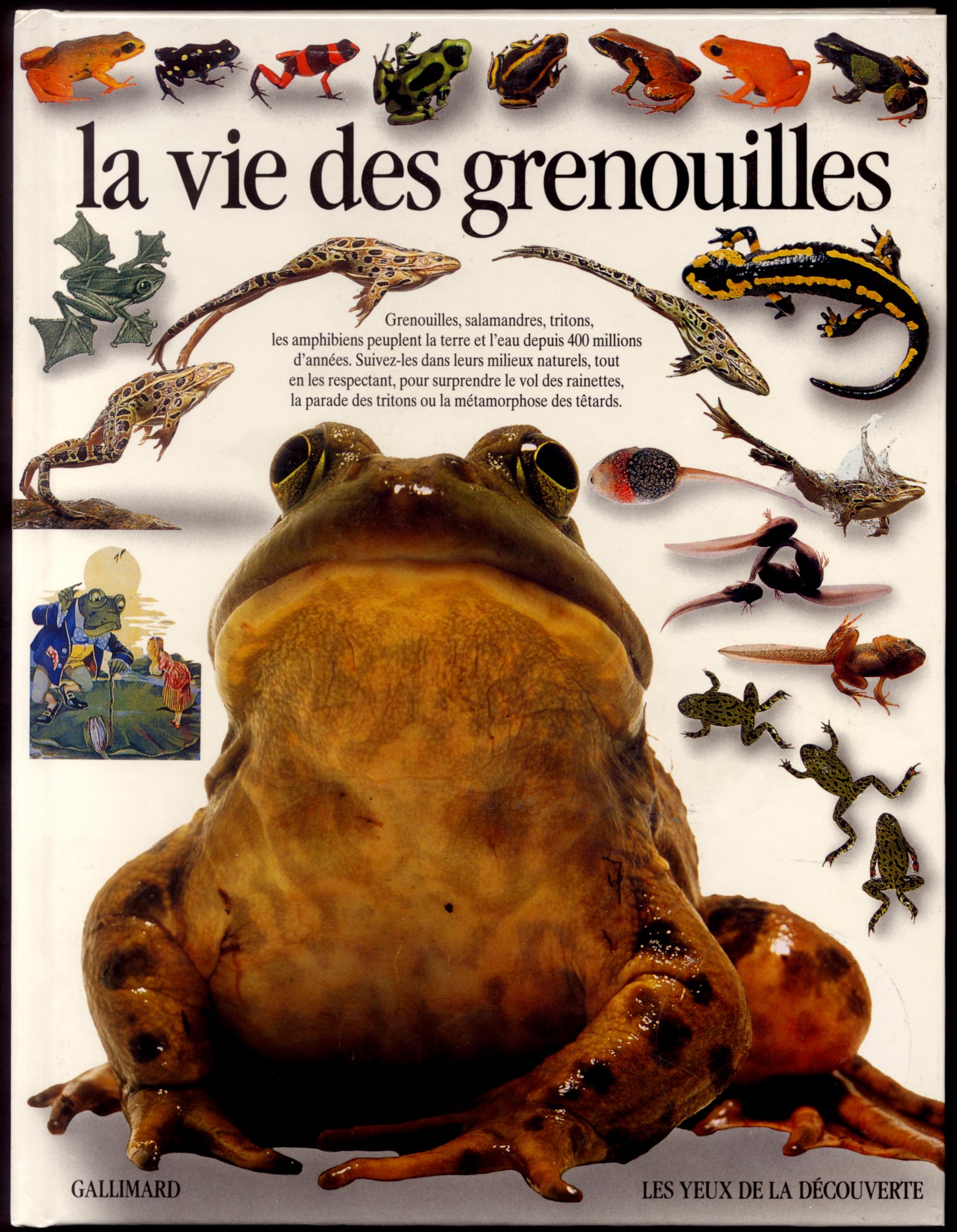 LA VIE DES GRENOUILLES 9782070566853