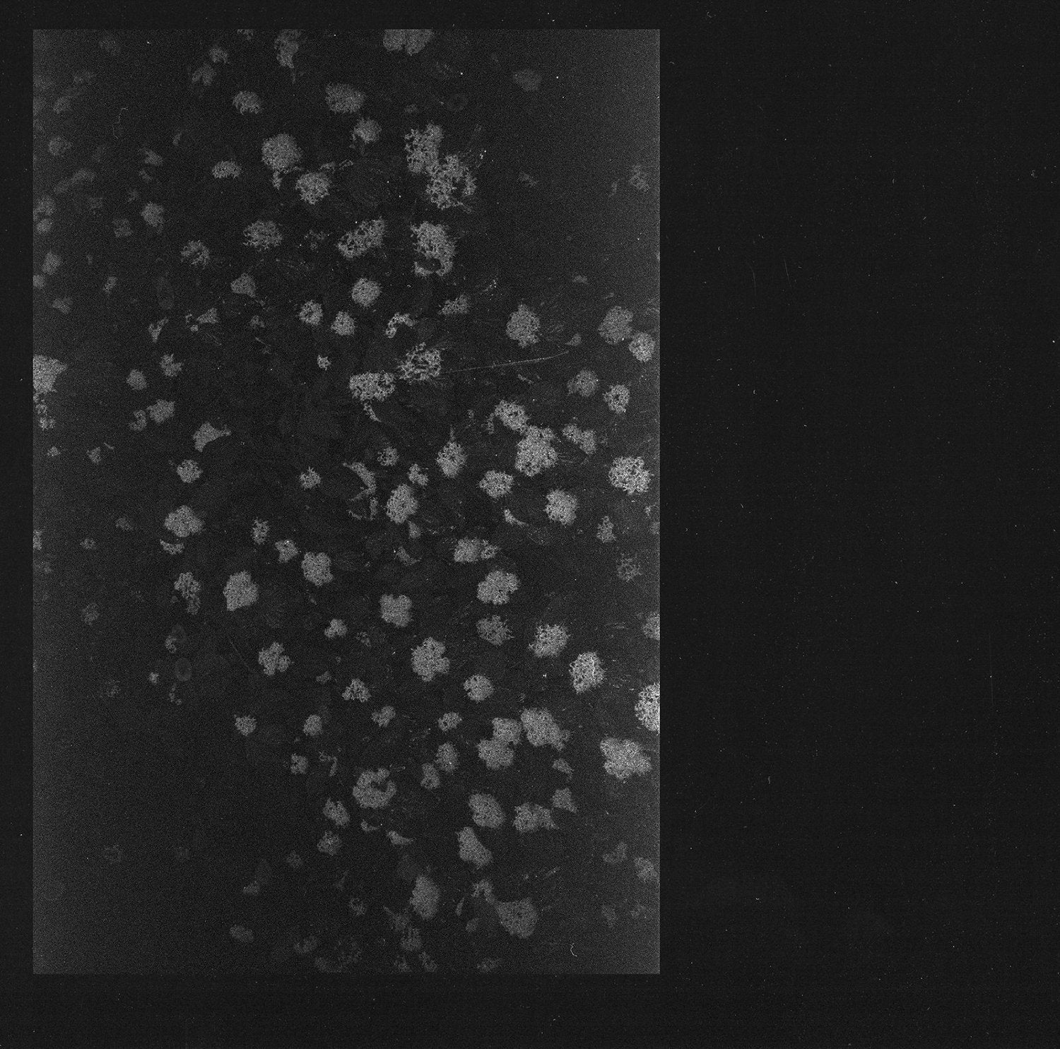 Poverty 3700398713090