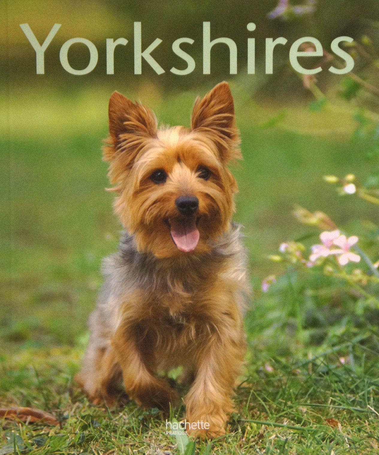 Yorkshires: Bien les comprendre et bien les soigner, les conseils d'un expert pour votre animal favori 9782016206546