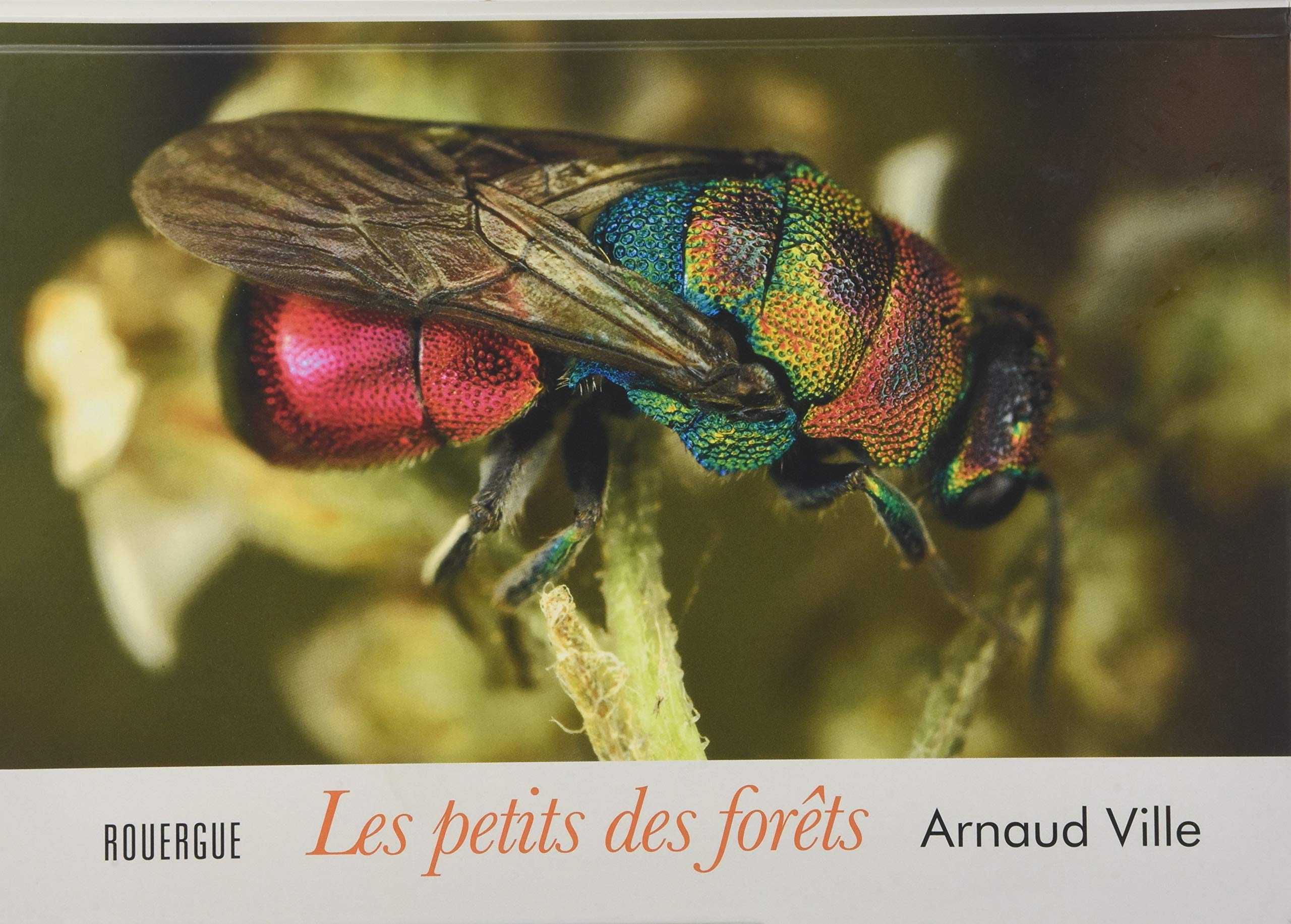 Les petits des forêts 9782812616624