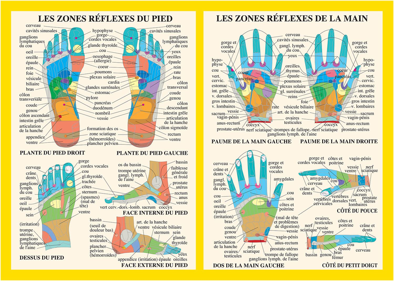 Planche Zones réflexes de la main et du pied - A4 9789079887040