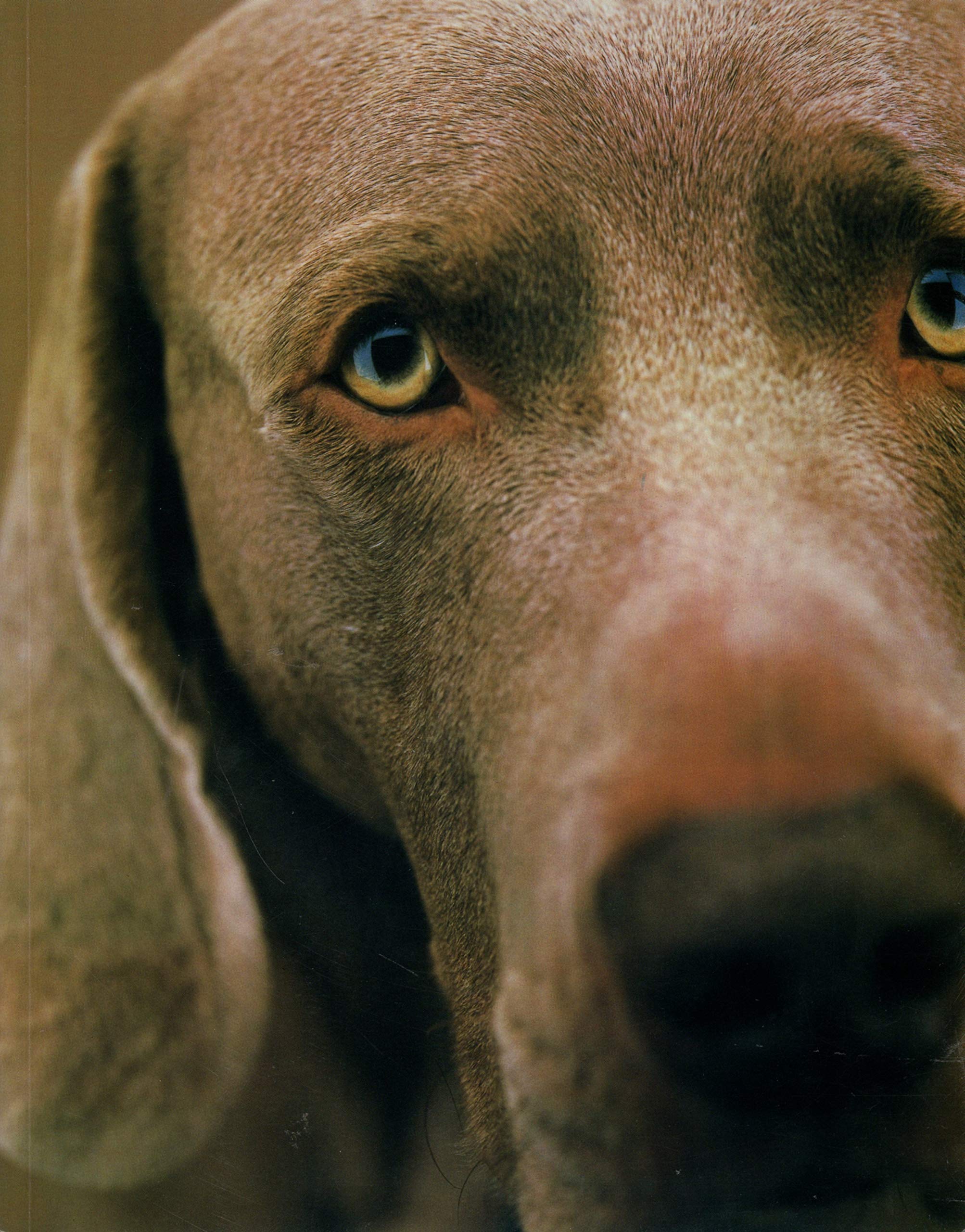 William Wegman Polaroids 9780810992429