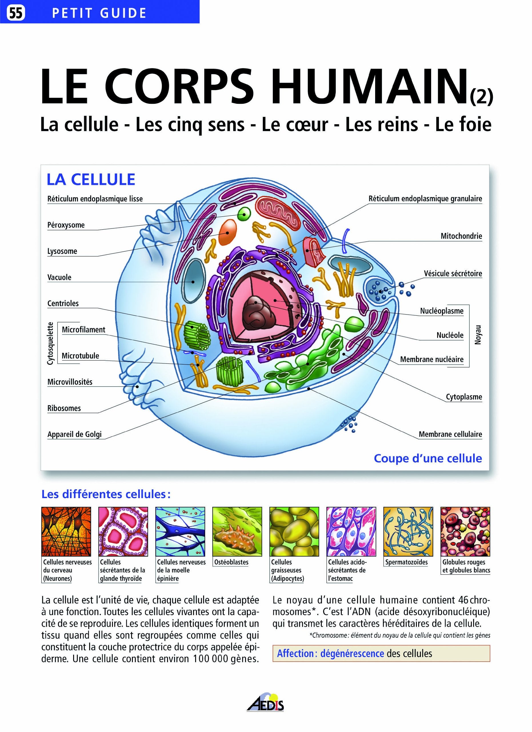 PG055 - Le corps humain : Tome 2, La cellule, les cinq sens, le coeur, les reins, le foie 9782842590802