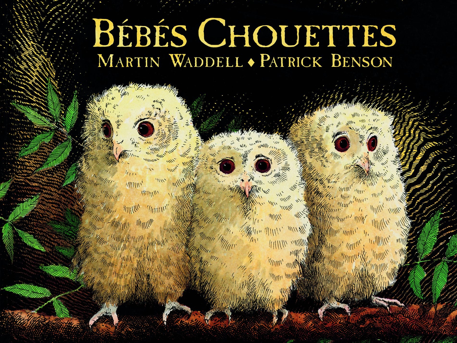 Bébés chouettes 9782211221184