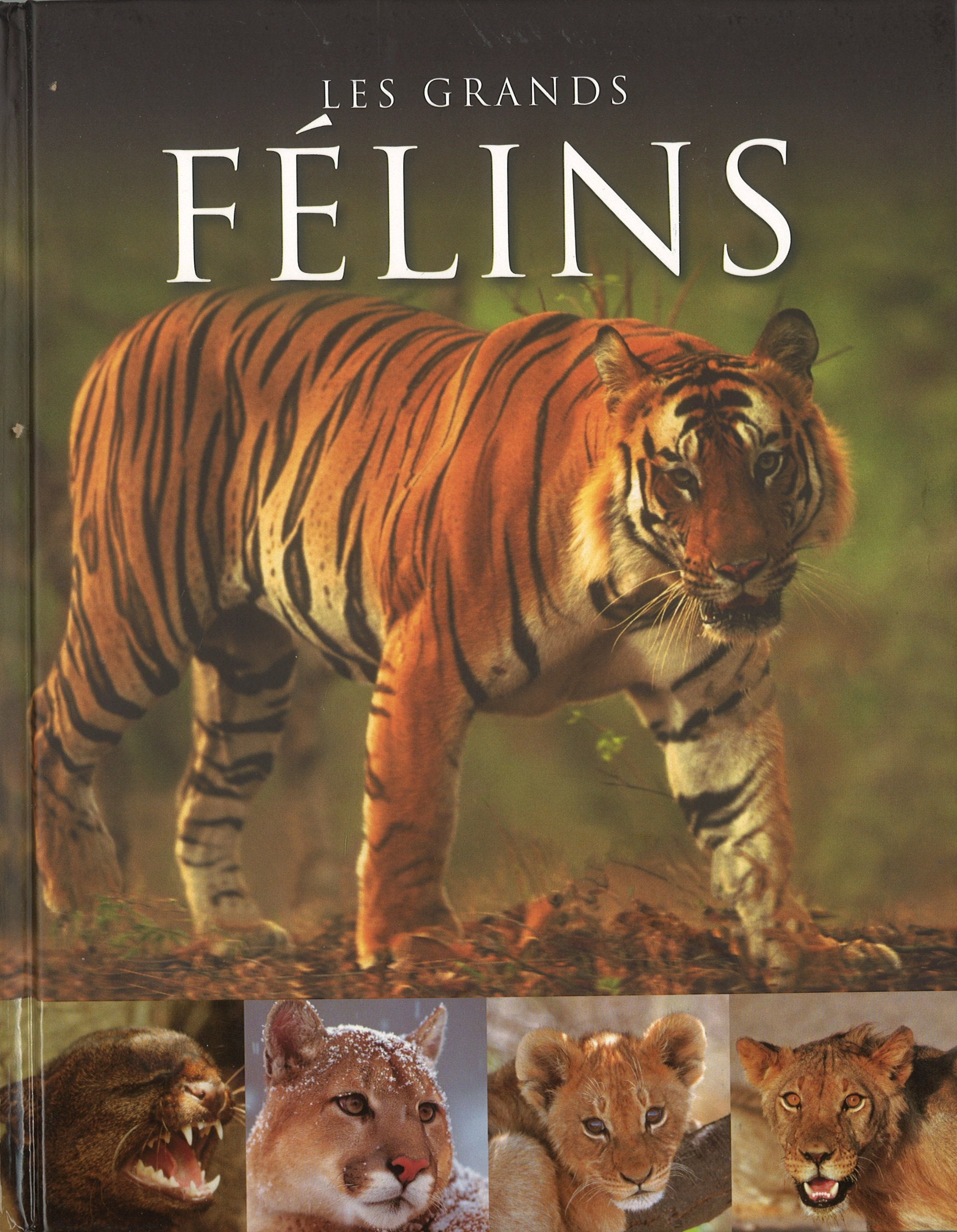 Les grands félins 9781445438801