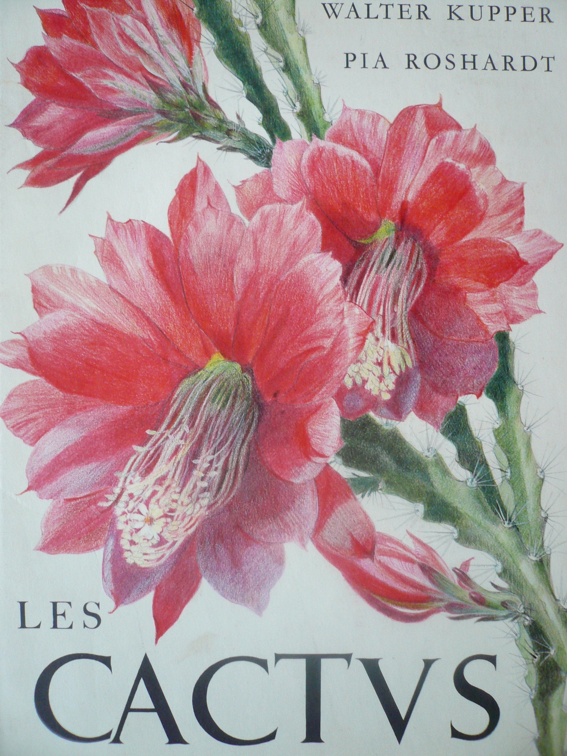 Les Cactées. Les Cactus 