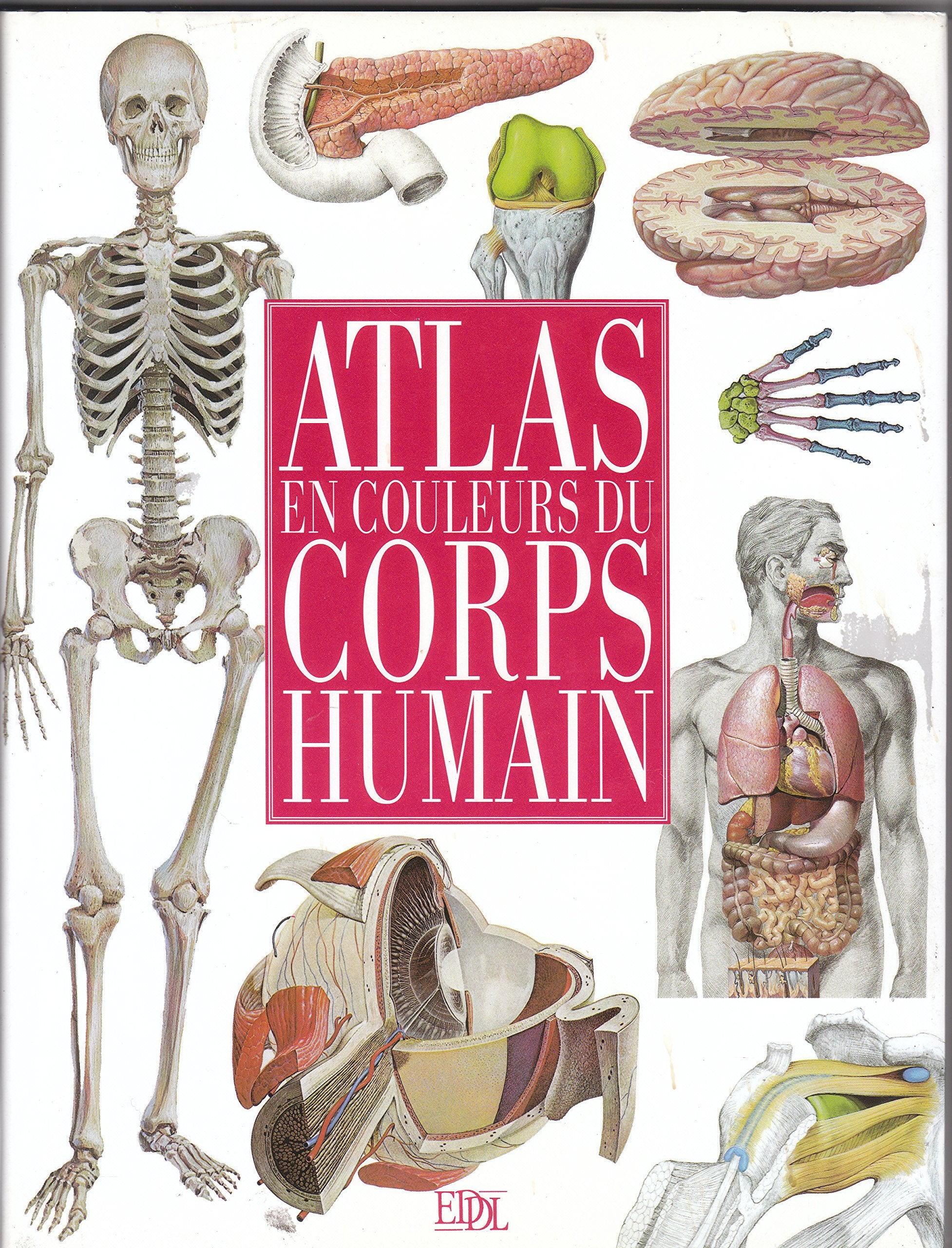 Atlas en couleurs du corps humain 9782237005133